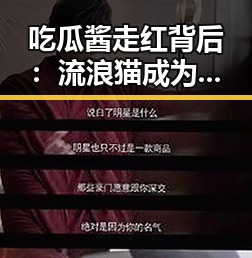 吃瓜酱走红背后：流浪猫成为网络焦点引发的热议🤔